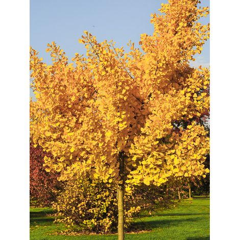 Arbre aux 40 écus 'Autumn Gold' Pot de 6L/7L