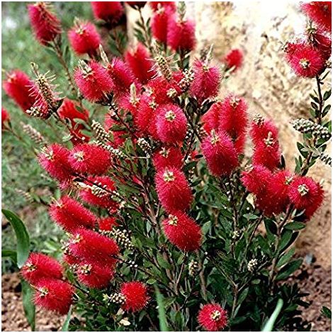 Pianta di Callistemon pink vaso 24cm