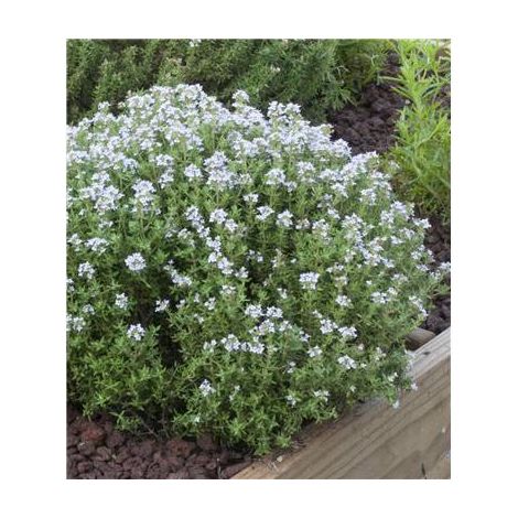 Lot de 2 plantes de thym officinal – Plante vivace décorative – Parfaite pour cuisine et bouquets garnis – Culture facile en bac ou rocaille – Fabre Graines