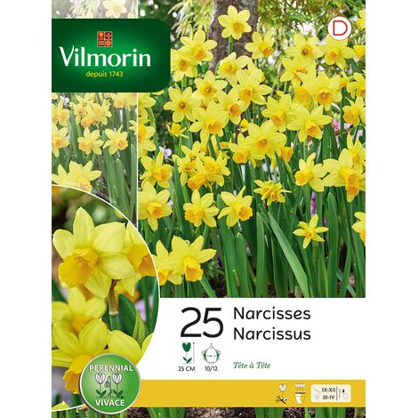 Vilmorin Narcisse Botanique Tete A Tete (x25) (1/3)