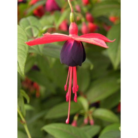 Fuchsia  'Lady Boothby®' Pot de 3L/4L