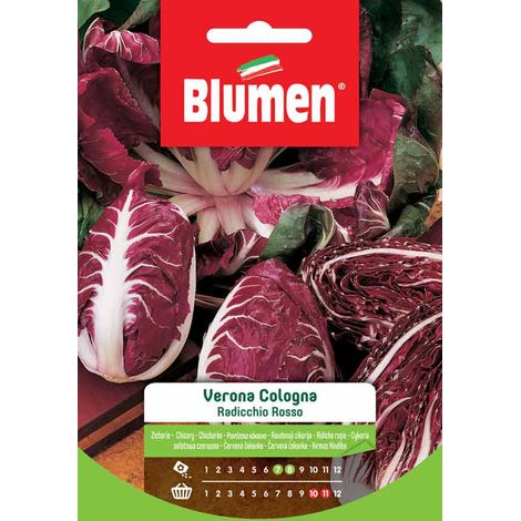 Blumen. Semi di Radicchio Rosso Verona Cologna