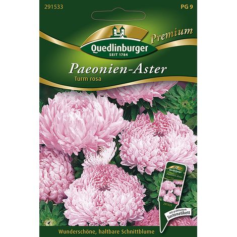 Quedlinburger Paeonien-Aster Turm rosa - Premium Blumensamen