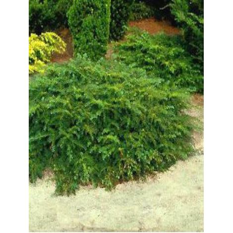 If commun 'Repandens' Pot de 2L/3L (1/2)