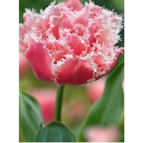 Tulipe 'Double Crispa Queensland' Bulbe calibre 12 (par 6) (1/2)
