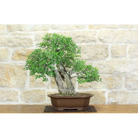Bonsai di Olmo Campestre (54) (1/5)