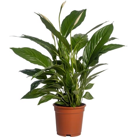 Spathiphyllum Vivaldi - Lys de la Paix - Plante d'Intérieur Dépolluante - Ø17cm - H70cm - PANGIVO (1/4)