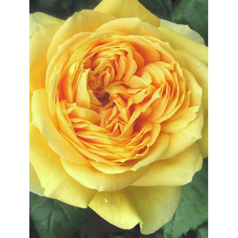 Rosier Générosa® '100 idées jardin®' Pot de 4L/5L