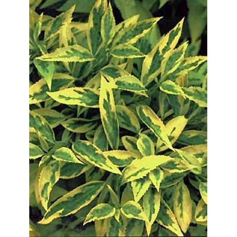 Mimosa de Paris 'Golden Times' Pot de 3L/4L (1/3)