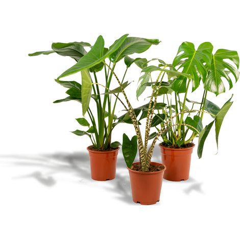 Lot de 3 Plantes d'Intérieur Tropicales Monstera, Alocasia Zebrina et Strelitzia Nicolai 75-85 cm - PANGIVO (1/5)