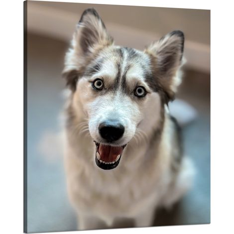 Leinwanddruck Tiere Hundeporträt 80x100 cm Hund