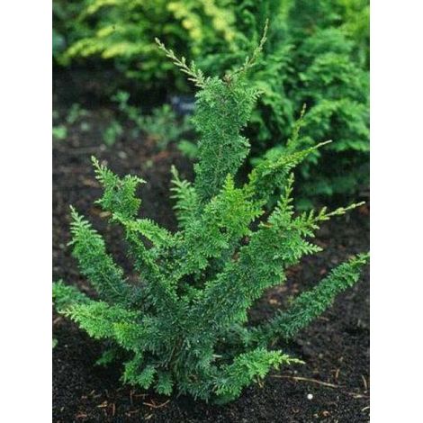 Cyprès Sawara 'Teddy Bear' Pot de 4L/5L (1/3)