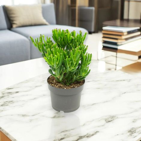 Gardenaria Crassula ovata 'Gollum' - Pianta da interno ornamentale - Altezza: 25 cm (vaso 17) (1/5)