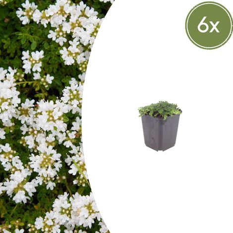Lot de 6 Thyms Serpolets Blancs Couvre-sol Persistant Thymus praecox Albiflorus Pot Ø 9 cm - PANGIVO