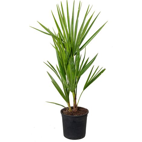 Bloomique - Chamaerops Humilis - Palmier nain européen - Palmier rustique - Plantes de jardin - Hauteur 40-50 cm - Pot 15 cm