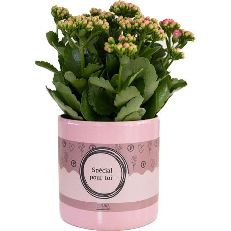 Kalanchoe Rose Plante Succulente d'Intérieur avec Emballage Cadeau Ø12cm Hauteur 27cm - PANGIVO (1/2)