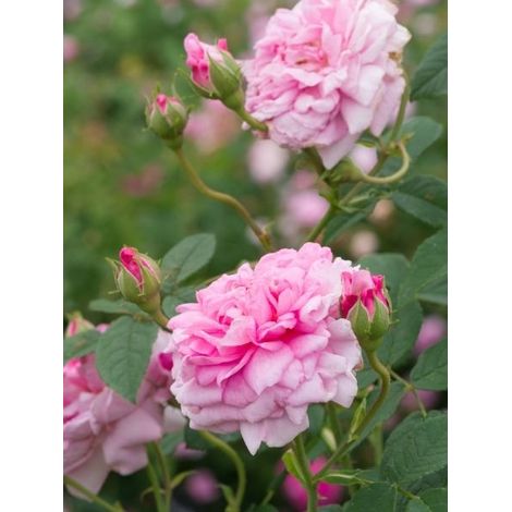 Rosier de Damas 'Ispahan' Racines nues en motte (1/2)