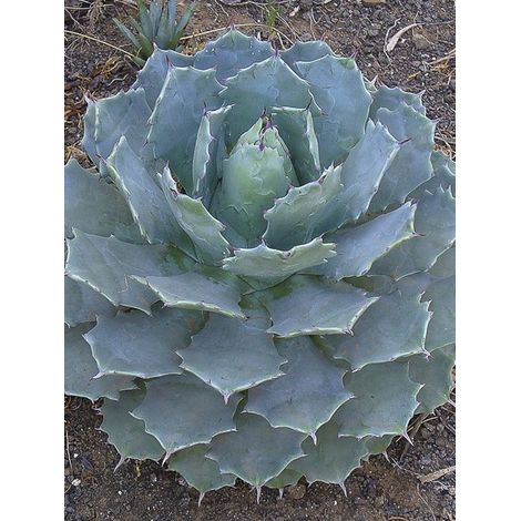 Agave potatorum 'var. verschaffeltii' Pot de 2L/3L