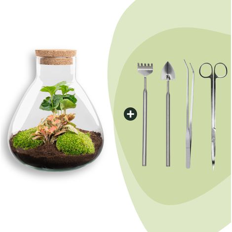 Terrarium Plante DIY Kit Complet avec Plantes Coffea et Outils Écosystème Autonome Ø 22,5 x 27 cm - PANGIVO (1/3)