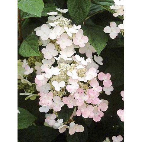 Hortensia paniculé 'Early Sensation' Pot de 3L/4L (1/4)
