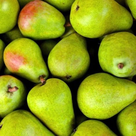 Poirier 'Duchesse d'Angoulême' (Pyrus communis 'Duchesse d'Angoulême') (1/3)