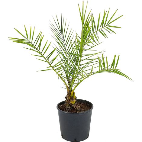 Phoenix canariensis var. porphyrocarpa - palma delle Canarie a frutti rossi - vaso 20 cm (1/3)