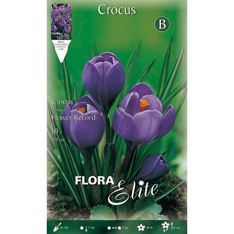 BULBI AUTUNNALI CROCUS FLOWER RECORD CONFEZIONE 10 BULBI BULBS BULBES