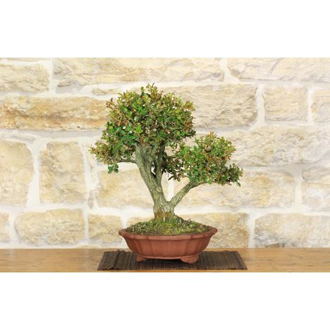 Bonsai di Bosso (103)