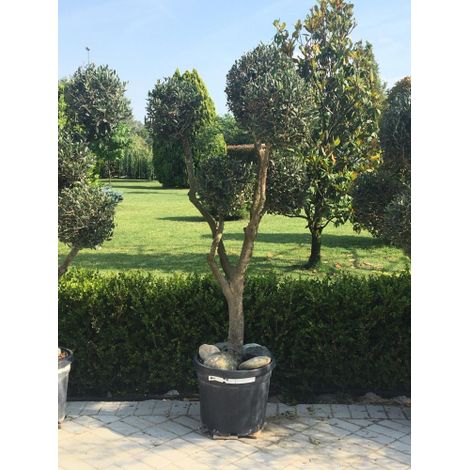 Ulivo Olivo pon pon "Olea europea" bonsai in ciotola da 90 litri FOTO REALI (1/3)