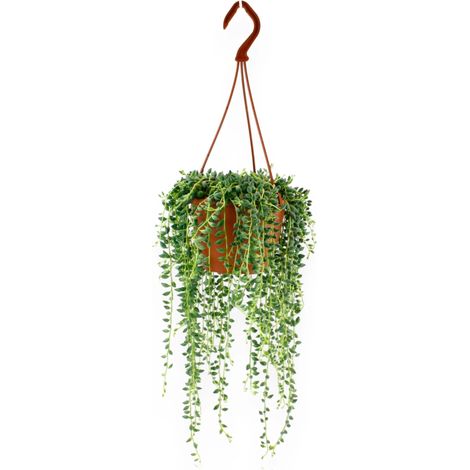 Gardenaria Senecio herreianus - Pianta da interno ornamentale - Altezza: 40 cm (vaso 12) (1/5)