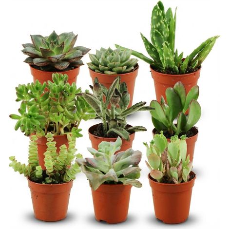 Lot de 9 Mini Plantes Grasses Succulentes Variées pour Décoration Intérieure, Ø 5,5 cm, 5-10 cm - PANGIVO (1/4)