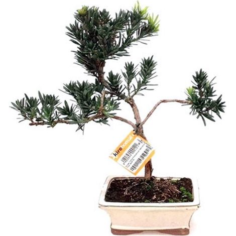 Planta Bonsai 7 A�os Podocarpus