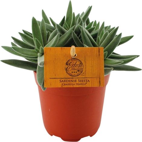 Crassula Tenelli plante succulente type jade compacte pot 10 cm hauteur 15 cm - PANGIVO (1/4)