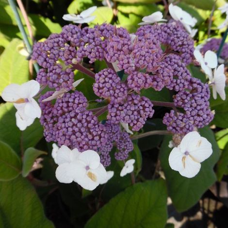 Hydrangea aspera 'Sargentiana' - 25-30 cm pot