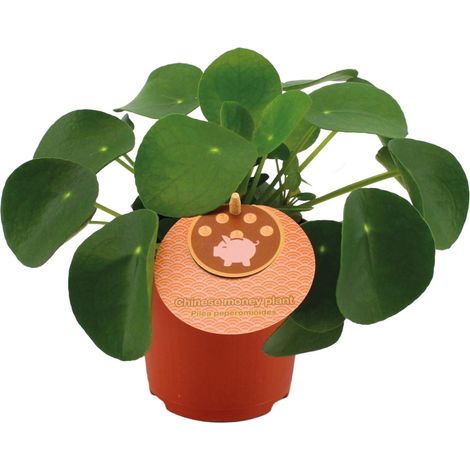 Pilea Peperomioides Plante à Monnaie Chinoise Plante d'Intérieur Décorative Ø11cm H15cm - PANGIVO