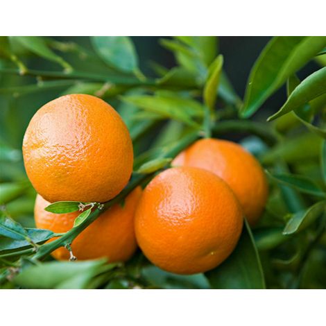 Mandarino clementino "Citrus x clementina" pianta in vaso  22 agrumi di Sicilia (1/5)