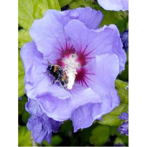Mauve en arbre 'Oiseau Bleu' Pot de 2L/3L (1/4)