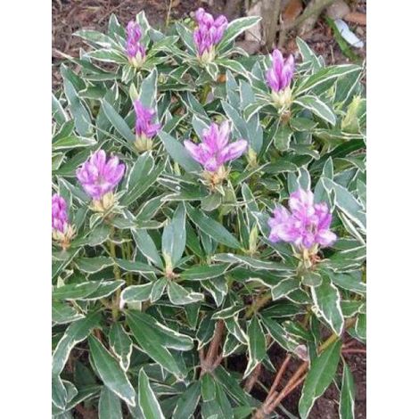 Rhododendron ponticum 'Variegatum' Pot de 4L/5L (1/2)