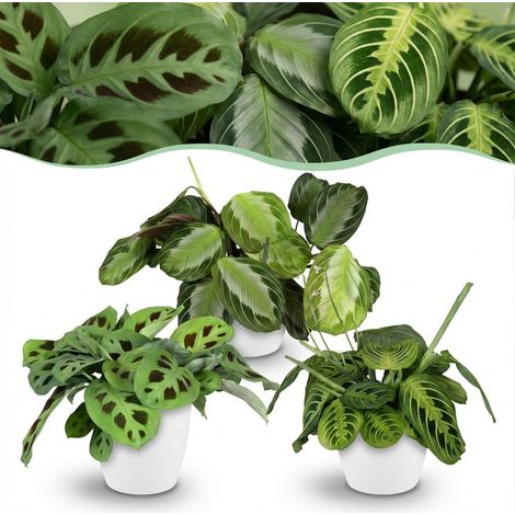 Lot de 3 Marantas Plantes à Prière Silverband Lemon Lime Kerchoveana avec Pots Blancs 12 cm H25 cm - PANGIVO (1/5)