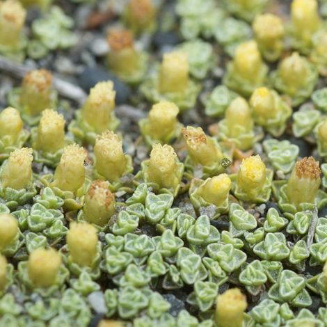 4 x Carpette argentée - Raoulia australis  - godet 9x9 cm