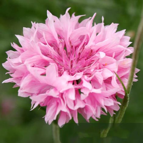 5000 Pink Cornflower Seeds - Wildflower Seeds, Hardy Perennials, Attractive to Pollinators, for Your Natural Lawns