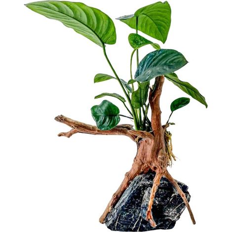 AquaOne Anubias barteri Pflanze auf Moorkienwurzel mit Seiryu Stein