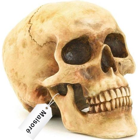 Modèle de crâne - Maisoré - 19x16,5x11,5cm Ornement de crâne - Déco originale Halloween -décoration de fête petits objets décoratifs (1/5)