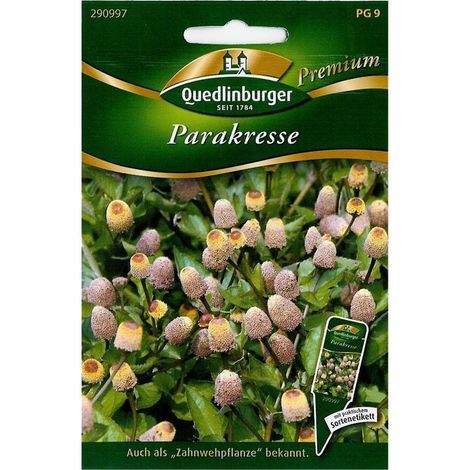 Quedlinburger Parakresse - Kräutersamen (1/2)