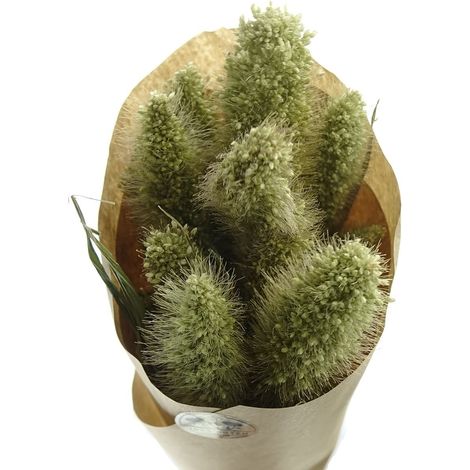 Kaemingk – Fleurs séchées millet vert en botte – Hauteur env. 50 cm