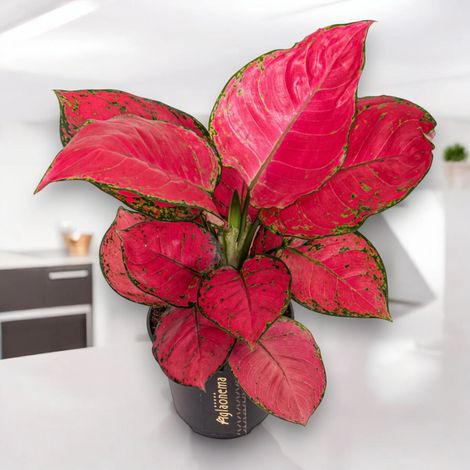 Gardenaria Aglaonema 'Red Joy' - Pianta da interno ornamentale - Altezza: 50 cm (vaso 12) (1/5)