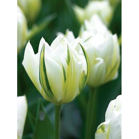 Tulipe perroquet 'Exotic Empereur' Bulbe calibre 11+ (par 10) (1/3)