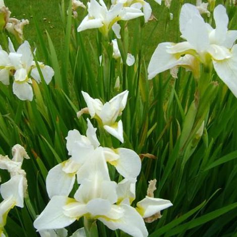 4 x Iris de Sibérie  - Schwertlilie 'Snow Queen'  - godet 9x9 cm (1/5)