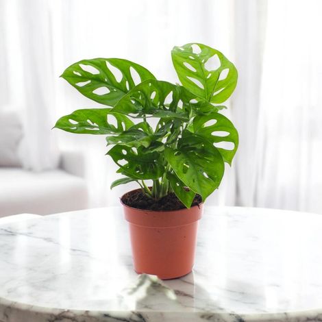Gardenaria Monstera adansonii - Pianta da interno ornamentale - Altezza: 35 cm (vaso 12) (1/5)
