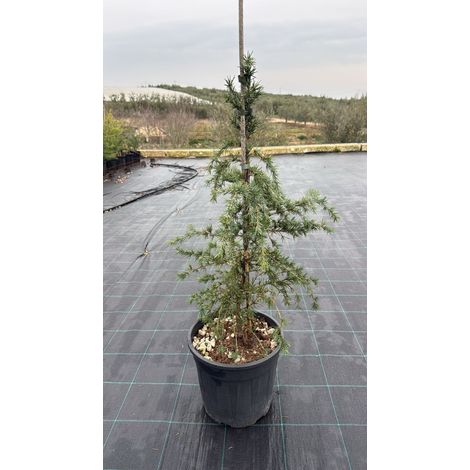 CEDRUS DEODARA FEELIN BLUE VASO 24